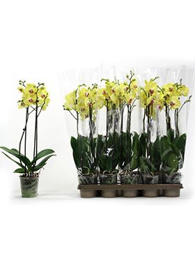 Phalaenopsis limelight 10/tray