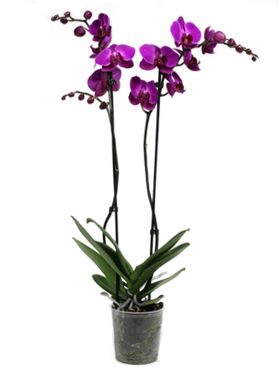 Phalaenopsis 6/tray