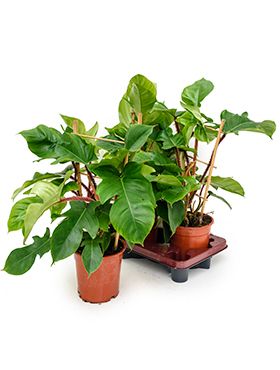 Philodendron squamiferum 2/tray