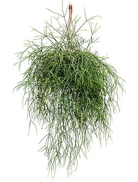 Rhipsalis burchelli - Korallenkaktus
