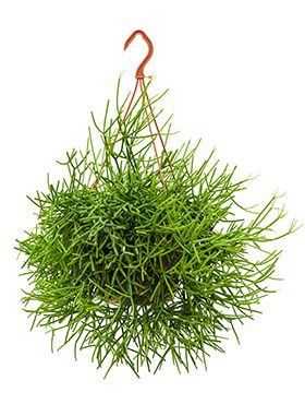 Rhipsalis heteroclada - Korallenkaktus