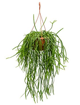 Rhipsalis trigona - Korallenkaktus