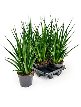 Sansevieria kirki friends 4/tray