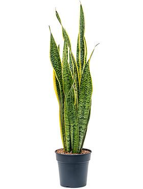 Sansevieria laurentii  Bogenhanf