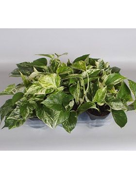 Scindapsus marble queen 10/tray