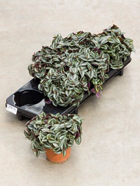 Tradescantia zebrina 6/tray