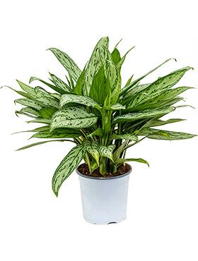 Aglaonema silver queen - Kolbenfaden