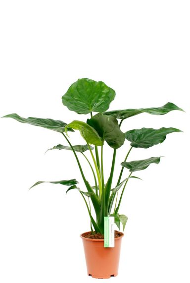 Alocasia cucullata