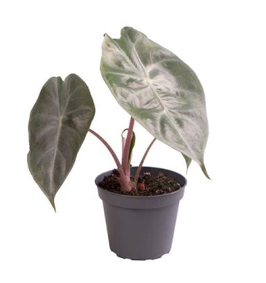 Alocasia Pink Dragon