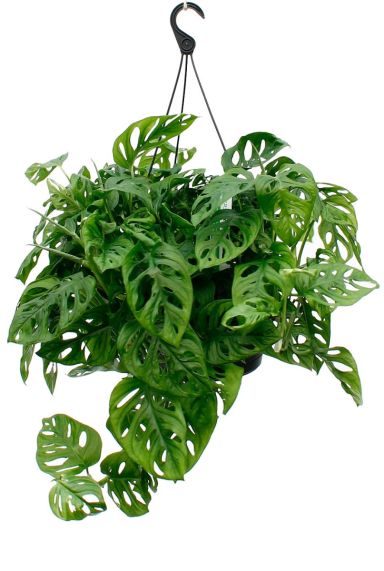 Monstera Monkey Mask