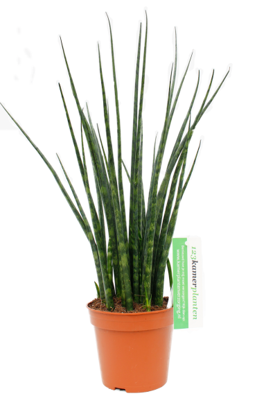 Sansevieria Fernwood  zimmerpflanze