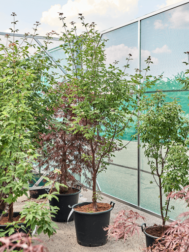 Acer tuinplant