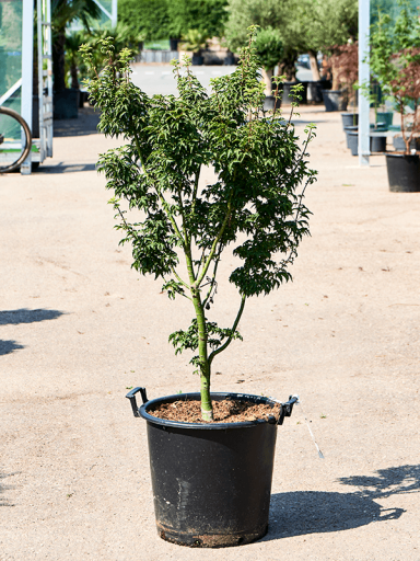 acer_buitenplant
