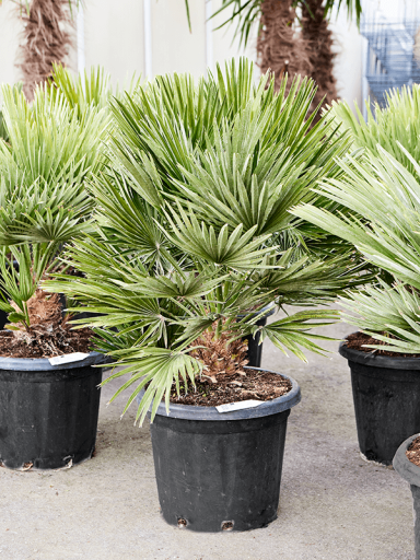 Chamaerops tuinplant