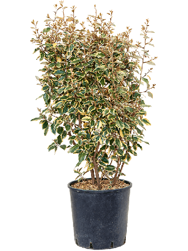 elaeagnus tuinplant