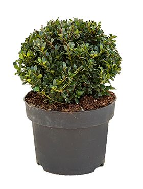 Ilex crenata dark green