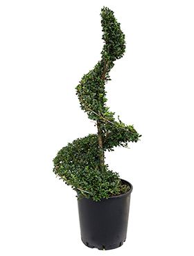 Ilex crenata dark green