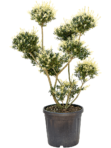 ilex_tuinplanten