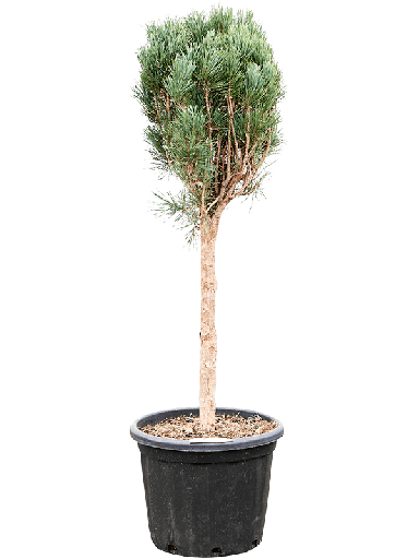Pinus tuinplant