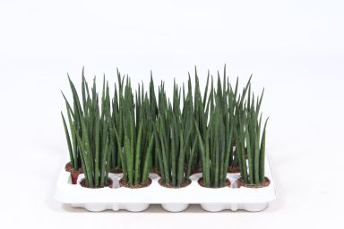 Sansevieria