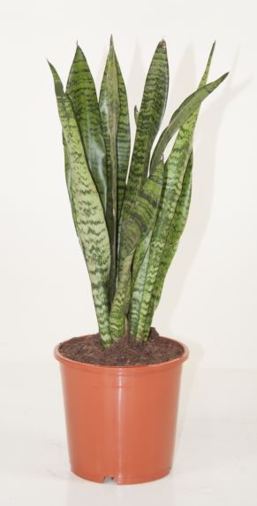 Sansevieria Zeylanica