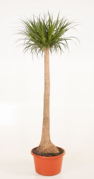 Beaucarnea olifantenpoot