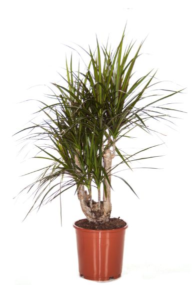 Dracaena Marginata pflanze