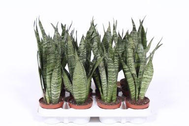 Sansevieria zeylanica 2