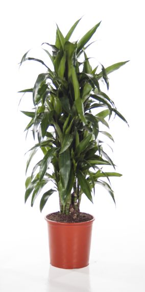 Dracaena fragrans lisa