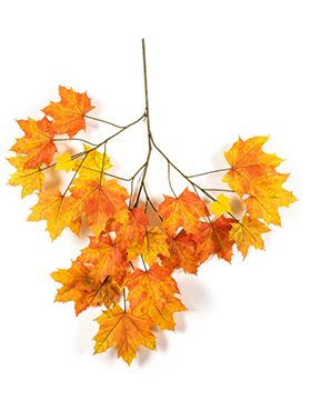 Autumn sugar maple