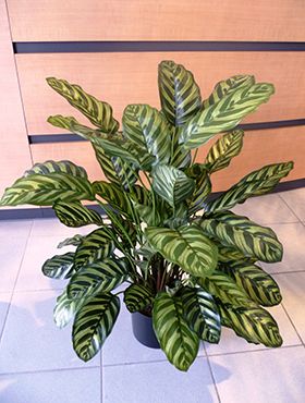 Kunstplant calathea 1