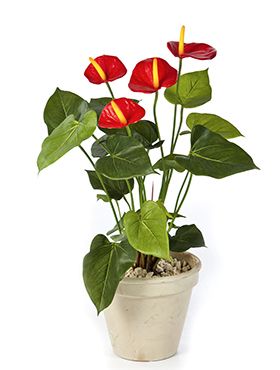 Anthurium de luxe