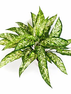 Aglaonema zijdeplant kunstplant