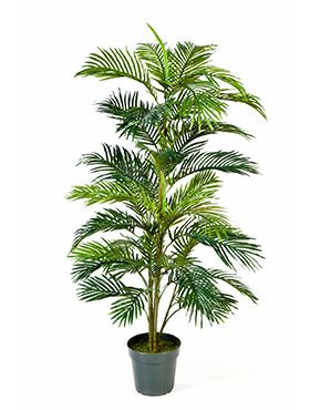 Areca palm