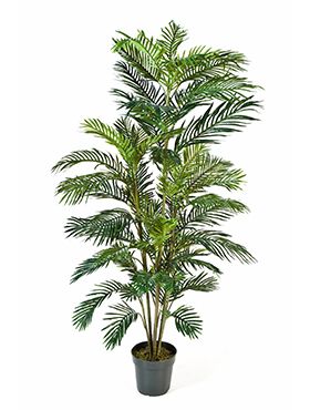 Areca palm