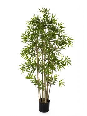 Japanese bamboo