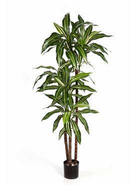 Dracaena fragrans steud