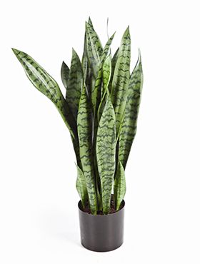 Sansevieria