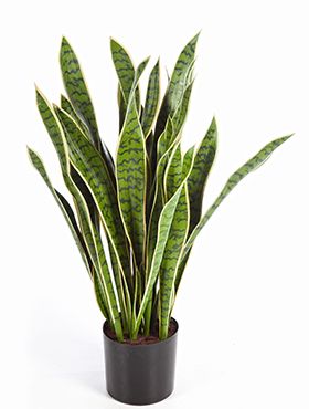 Grote sansevieria zijdeplant