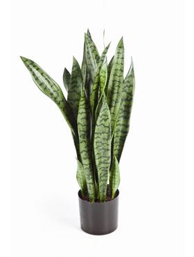 Sansevieria