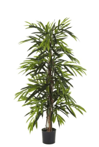 Longifolia de luxe