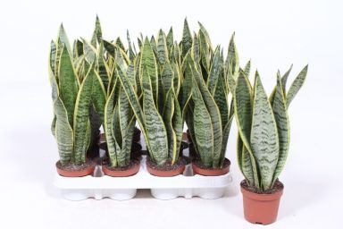 Sansevieria laurentii