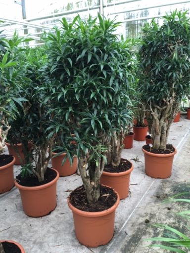 Grote dracaena relfexa song of jamaica