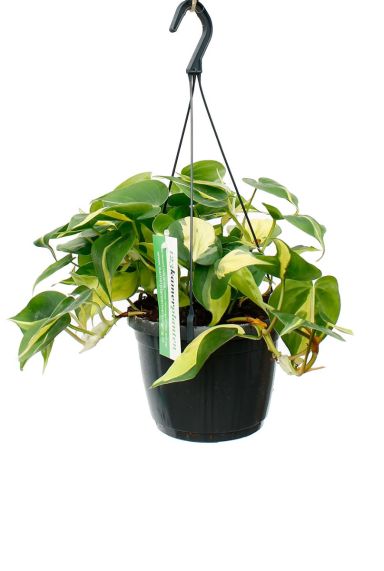 Philodendron Brasil