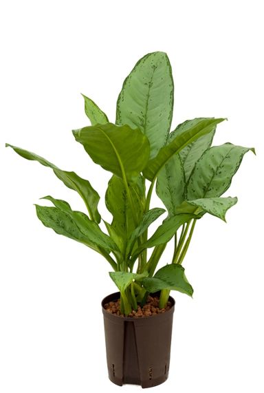 Aglaonema freedman hydro pflanz