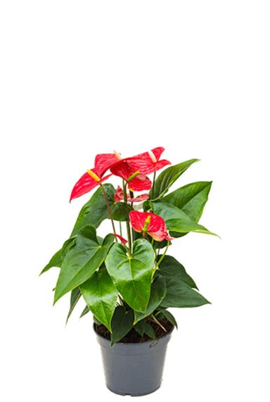 Anthurium sierra Flamingoblumen zimmerpflanze