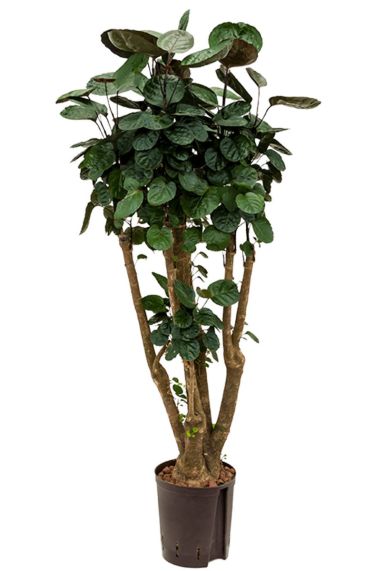 Aralia fabian hydrokulturpflanze