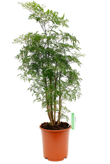 Aralia Ming - Polyscias