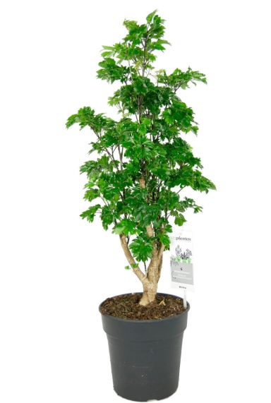 Aralia Roble - Polyscias