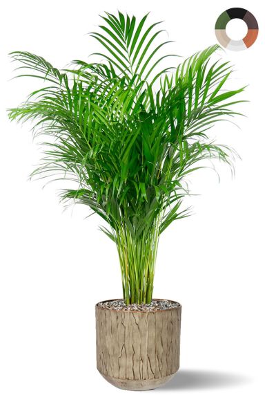 Areca im metall topf
